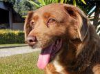Bobi, maailman vanhin koira, kuolee 31-vuotiaana