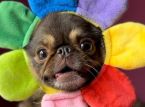 TikTok-sensaatio King Chilli the Pug murskaa GoFundMe-tavoitteen el&auml;m&auml;&auml; pelastavaa leikkausta varten