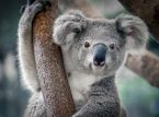 Claude-koala on pyrkinyt yksin heikentämään koalapopulaatiota